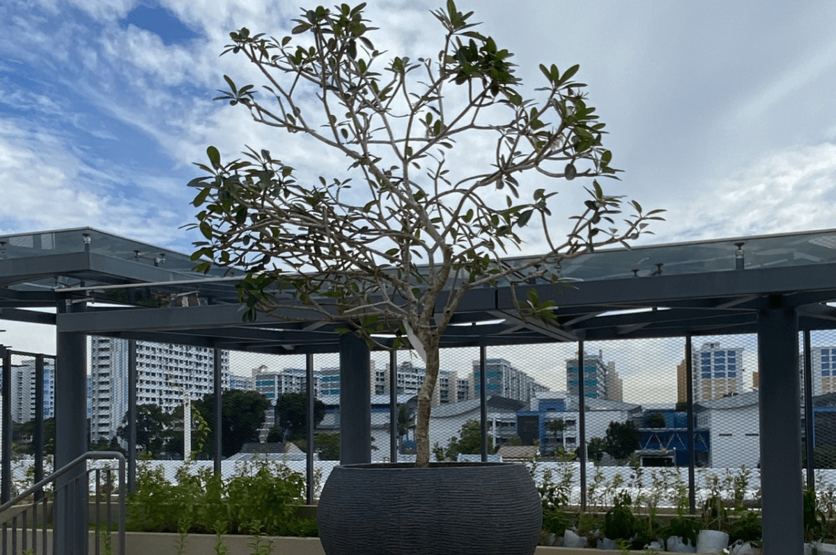 Ifs Roof Garden